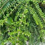 Lonicera ligustrina叶
