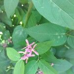 Lonicera tataricaBlüte