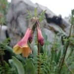 Polemonium pauciflorum Cvet