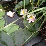 Nymphaea candida Цвят