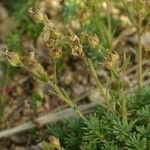 Saxifraga moschata Ffrwyth