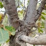 Quercus brantii Kabuk