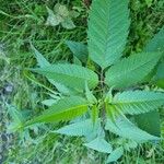 Bidens frondosa Leaf