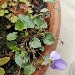 Viola riviniana Fuelha