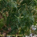 Conium maculatum Leaf