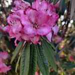 Rhododendron arboreum Kvet
