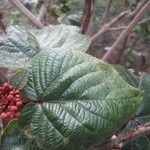 Clerodendrum speciosissimum Лист