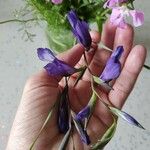 Gladiolus atroviolaceus Žiedas