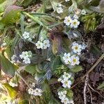 Myosotis pusilla Blüte