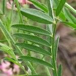 Onobrychis arenaria Blatt