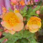 Begonia sutherlandii Flower