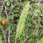 Gastridium ventricosum Flower