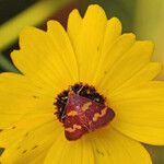 Coreopsis leavenworthii Flower