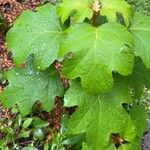 Smallanthus uvedalia Leaf