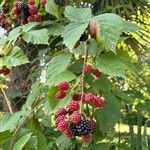 Rubus gratusFruit