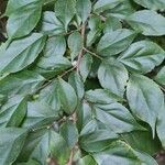 Casearia decandra Hoja