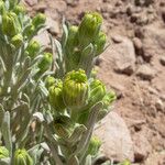 Senecio filaginoides