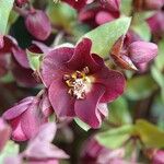 Helleborus orientalis Vivejo