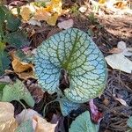 Brunnera macrophyllaLapas