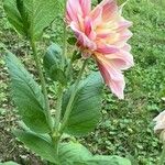 Dahlia spp.Цветок