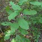 Magnolia acuminataFrunză