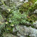 Silene saxifraga Hábitos