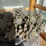 Sedum mendozaeLeaf