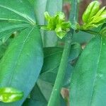 Jasminum mesnyi Leaf