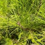 Pinus radiata Blad
