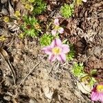 Saxifraga praetermissa Flower