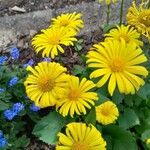 Doronicum caucasicum പുഷ്പം