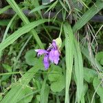 Roscoea capitata 整株植物