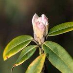 Rhododendron collettianum फूल