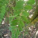 Amorpha fruticosa Frunză