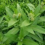 Asclepias purpurascens Leaf