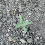 Solanum lycopersicumFoglia