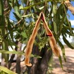 Acacia salicina Fruit