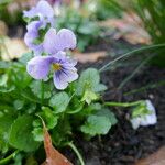 Viola × williamsii Blüte