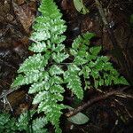 Pteris repens Liść