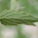 Nepeta nepetella पत्ता