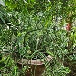 Euphorbia neriifolia Hoja