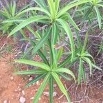 Euphorbia antso Hoja