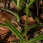 Phlox amoena Escorça