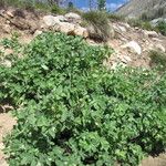 Lonicera utahensis عادت داشتن