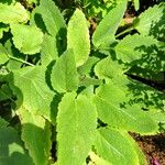 Salvia sclarea Φύλλο