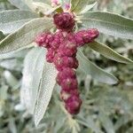 Atriplex cinerea Flower