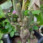 Cylindropuntia fulgida Folha