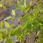 Aegle marmelos Hoja