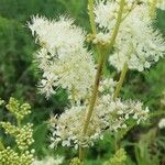 Filipendula ulmariaFlower