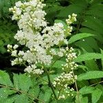 Sorbaria sorbifolia Fula